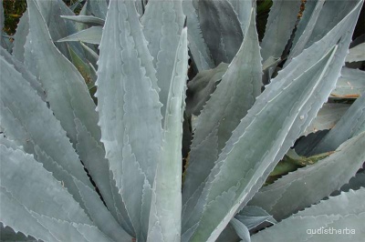 Agave americana fullplant4.jpeg